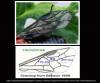 Hemichroa australis